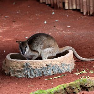 Papua agile wallaby (Macropus agilis papuanus)