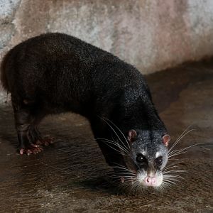 Otter Civet (Cynogale bennettii)