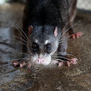 Otter Civet (Cynogale bennettii)