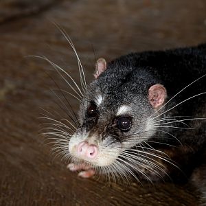 Otter Civet (Cynogale bennettii)