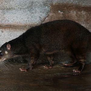 Otter Civet (Cynogale bennettii)