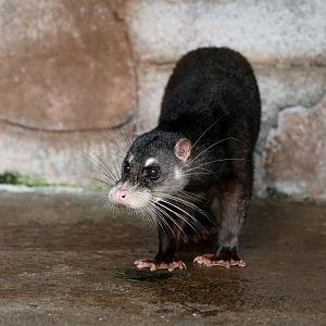 Otter Civet (Cynogale bennettii)