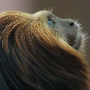 Golden Headed Lion Tamarin