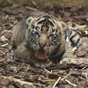 Sumatran Tiger Cub