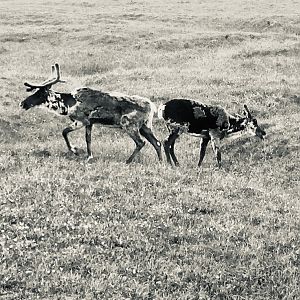 Caribou - Alaska