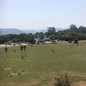 View of Mixed African Hoofstock Paddock from Bear Viewing Platform