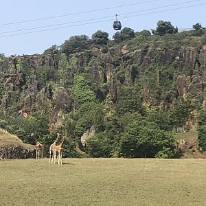 Giraffe and Cable Car View