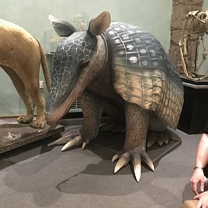 Giant armadillo and 3 banded armadillo