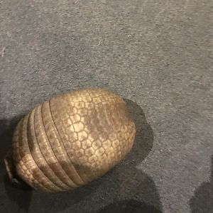 3 banded armadillo