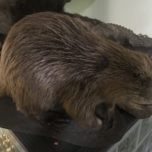 Beaver