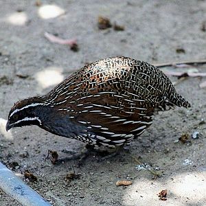 Male Madagascar Partridge