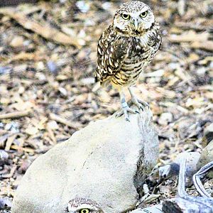 Burrowing Owl Pair