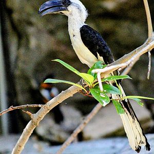 Female Von der Decken's Hornbill