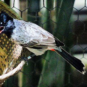 Red-vented Bulbul
