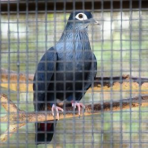 Madagascar Blue Pigeon (Alectroenas madagascariensis)