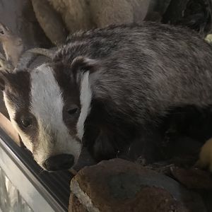 Eurasian badger