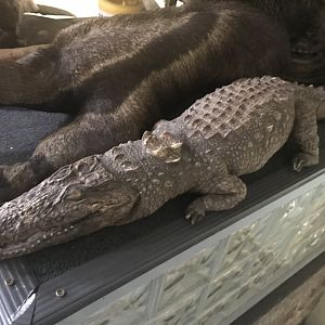 Crocodile