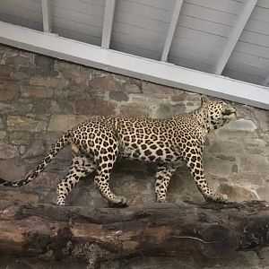 Leopard