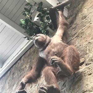 Orangutan