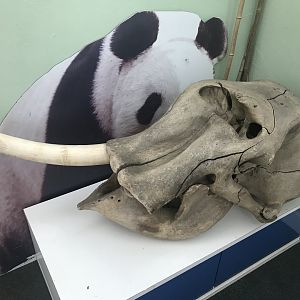 Elephant skull