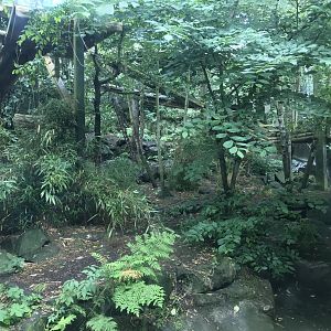 Female Sumatran tiger enclosure