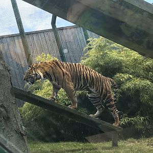Sumatran tiger “Lucu”