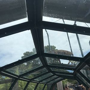 Sumatran tiger on overhead tunnel