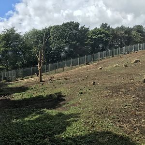 Gelada enclosure (2)