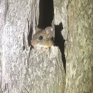 Chaco Leaf-eared Mouse (Graomys chacoensis)