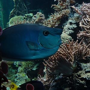 Spotted surgeonfish (Naso brevirostris) (07/22)