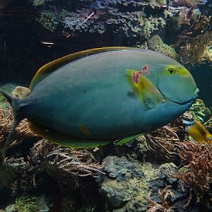 Yellowfin surgeonfish (Acanthurus xanthopterus) (07/22)