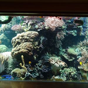 Coral reef tank (07/22)