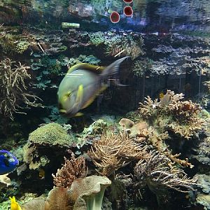 Coral reef tank (07/22)