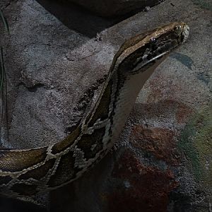 Burmese rock python (Python bivittatus) (07/22)