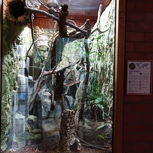 Terrarium for prehensile-tailed skink (07/22)