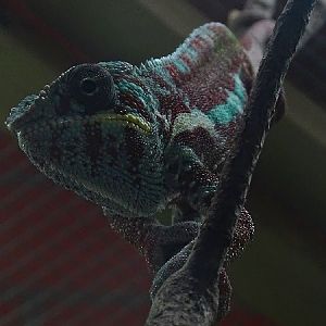 Panther chameleon (Furcifer pardalis) (07/22)