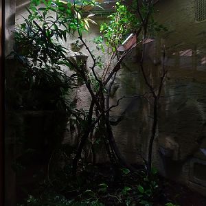 Terrarium for panther chameleon (07/22)