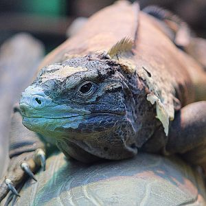 Jamaican Iguana - Small Mammal & Reptile House