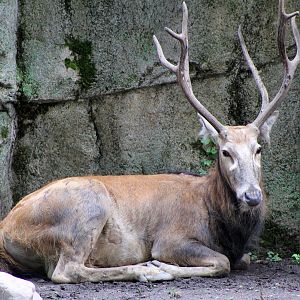 Père David's Deer - Hoofstock Loop