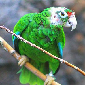 Puerto Rican Parrot - Small Mammal & Reptile House