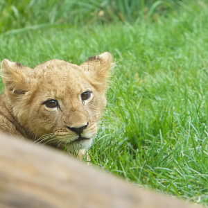Lion Cub Pilipili, Pepper Family Wildlife Center - July 2022