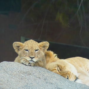 Lion Cub Pilipili, Pepper Family Wildlife Center - July 2022