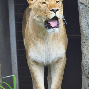 Lioness, Pepper Family Wildlife Center - July 2022