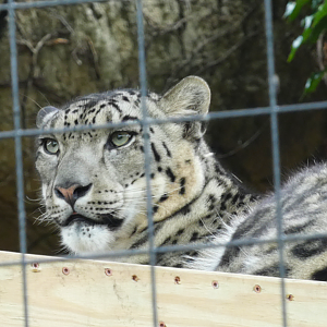 Snow Leopard, Pepper Family Wildlife Center - July 2022