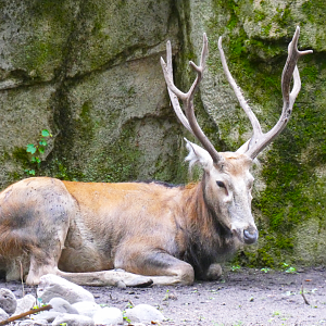 Père David's Deer, Hoofstock Paddocks - July 2022