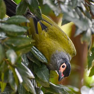 Male Australasian Figbird