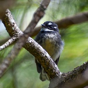 Grey Fantail
