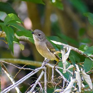 Australian Golden Whistler