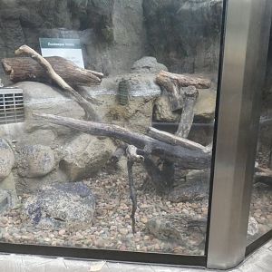 Drained Asian Small Clawed Otter Exhibit (Section 1), Small Mammal & Reptile House - July 2022