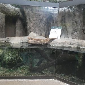 Asian Small Clawed Otter Exhibit (Section 2), Small Mammal & Reptile House - July 2022